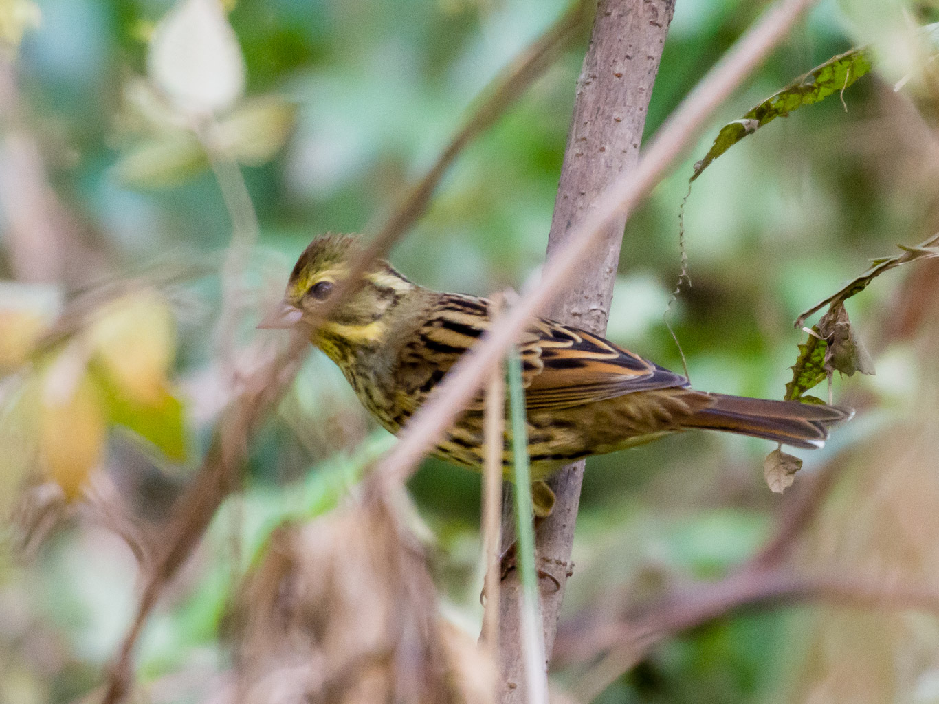 高麗川河川敷の野鳥たち 写真と足跡